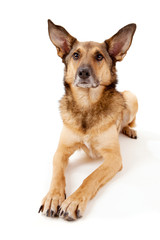Schäferhund-Mischling mit großen Ohren wartet liegend