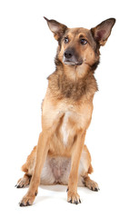 Schäferhund-Mischling mit großen Ohren guckt skeptisch