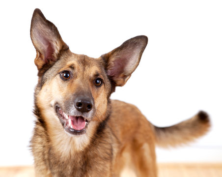 Aufmerksamer Sch&auml;ferhund-Mischling mit gro&szlig;en Ohren