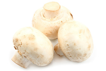 Champignons on white background
