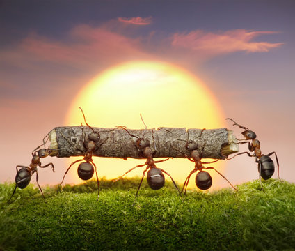 team of ants carry log on sunset, teamwork concept