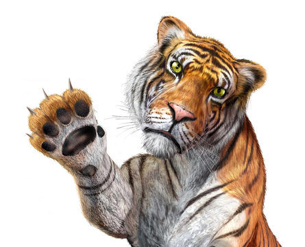 Tiger close up, facing the viewer, with the right hand up and cl
