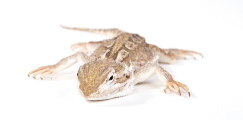 Bartagame auf weissem Hintergrund