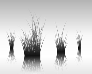 grass on water