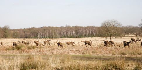 Deer in Richmond Park