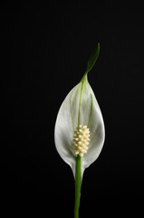 Peace Lily