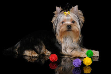 Puppy of the Yorkshire Terrier on black