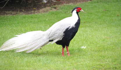 oiseau