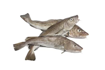 Cercles muraux Poisson Fresh atlantic cod fishes