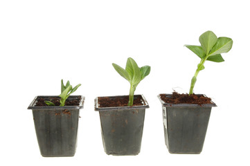 Three plant seedlings