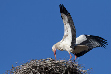portrait of the white stork nest