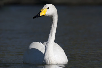 wild swan