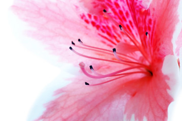 Roze Azalea bloem