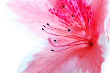 Photo sur Plexiglas Azalée Fleur d& 39 azalée rose