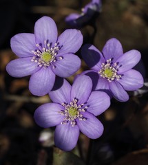 Fototapeta premium Three wild purple Anemones. Beginning of Spring.