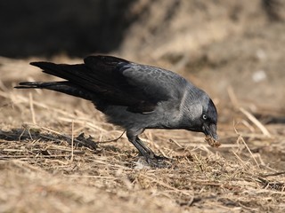 Jackdaw looking for food. The end of winter - early spring.