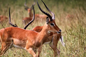 Foto op Canvas Antilope in Akagera National park in Rwanda © BGStock72