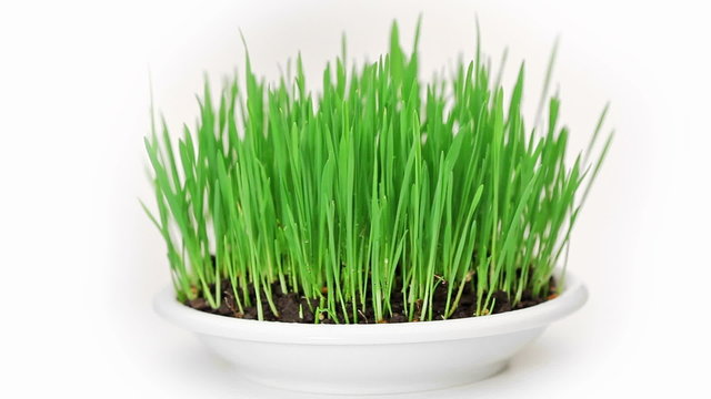 Rotating green grass on white closeup, background studio scenes