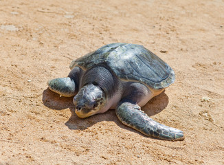 Giant tortoise on sand