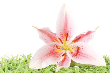 Lily Flower on Grass