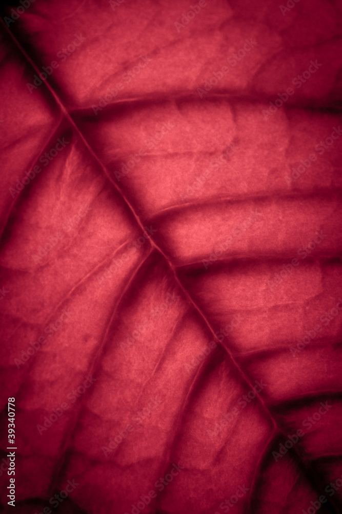 Poster red leaf texture