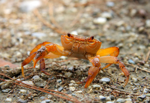 Overland red crab on stones