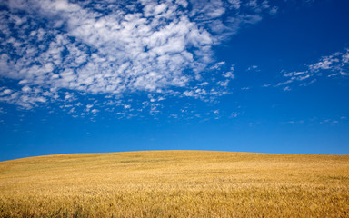 Obraz premium Ripe Wheat Field Palouse Washington State
