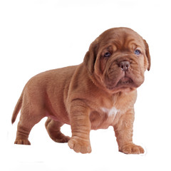 Puppy learning to walk