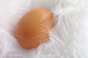 Jajko w puchu © nestonik