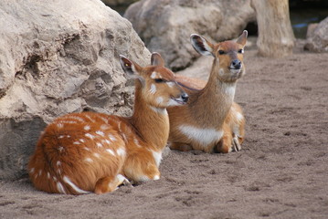 Sitatunga - Tragelaphus spekii