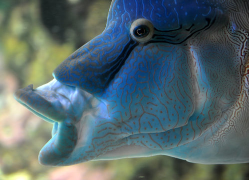poisson napol&eacute;on