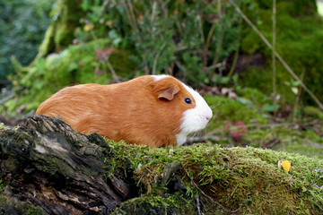 cochon d'Inde - rongeur - nouvel animal de compagnie