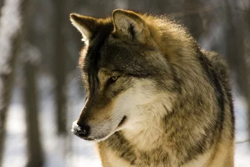Garden poster Wolf European gray wolf (Canis lupus lupus)