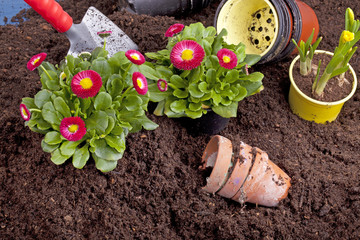 Studioaufnahme- Gartenarbeit - Blumen einpflanzen