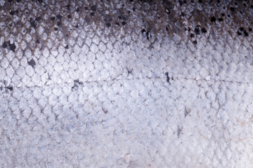 Atlantic salmon scales