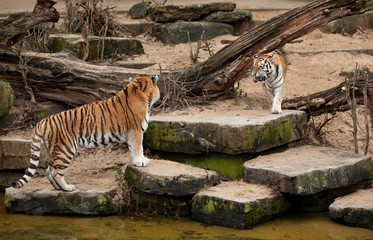Two siberian tigers just about to fight