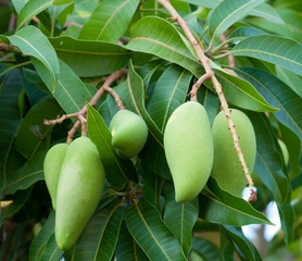 raw mango on tree