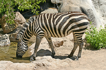 Zebra Drinking