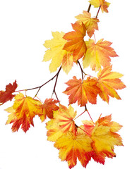 Naklejka na ściany i meble Stem of bright yellow maple leaves