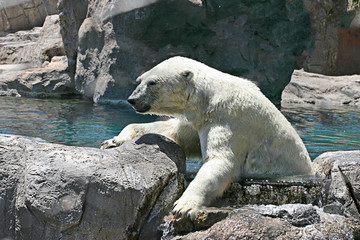 Polar Bear Climbing Out of the Water