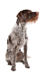 German wire-haired pointer