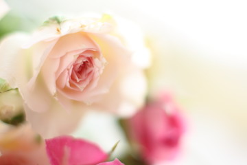 Fototapeta na wymiar Pink roses close up on white background