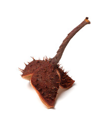 Horse-chestnut inside dry peel on branch
