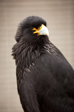 Striated Caracara