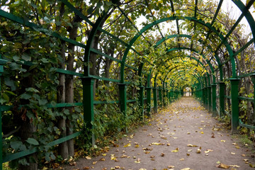 Autumn Pergola