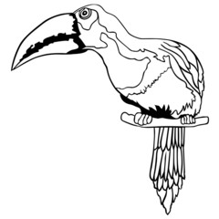 Tukan - Black and White Cartoon Illustration © Roman Dekan