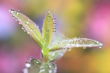 Water Droplet Perfection