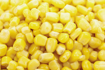 Sweet corn close up