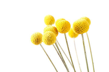nice flowers