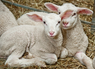 two lambs